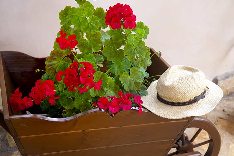 Il Gazebo - Bed and breakfast Alba Marina